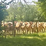 Apartman En Famille 3 Etoiles A 30min Des Pistes De Mont Dore Sancy *